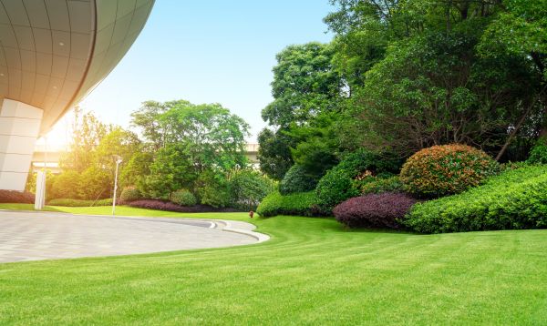 Commercial Shrub Trimming in Odessa