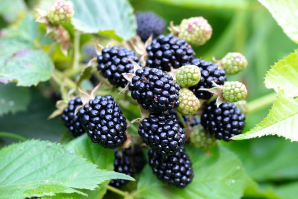 Blackberry Bush Removal in Odessa
