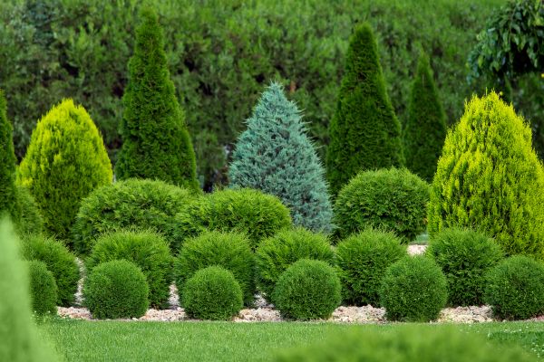 Cost of Bush Shaping Service in Odessa