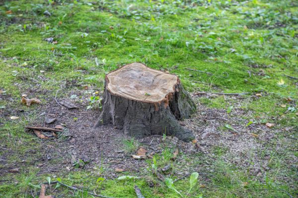 Bush Stump Removal in Odessa