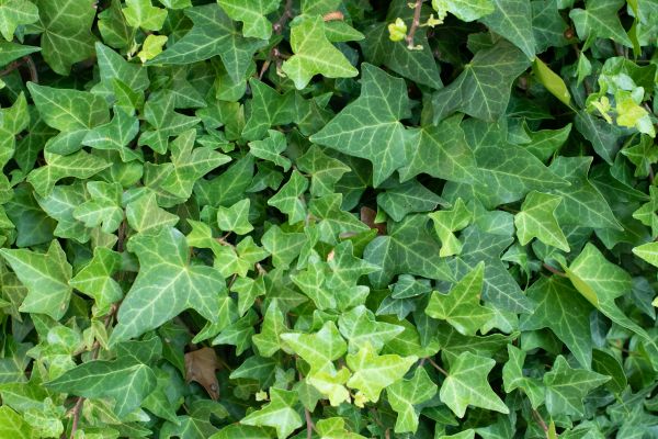 Cost of English Ivy Removal in Odessa