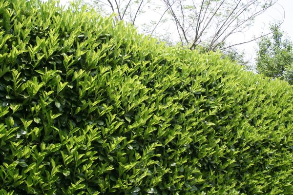 Cost of Laurel Removal in Odessa