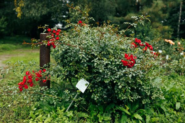 Cost of Rose Bush Removal in Odessa