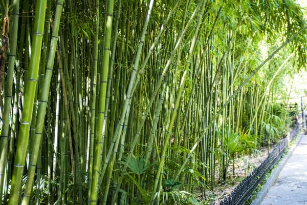 Cost of Bamboo Root Removal in Odessa