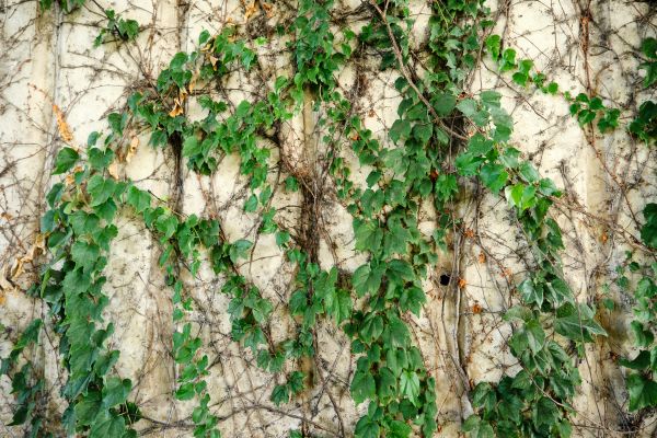 Cost of Vine Removal Service in Odessa