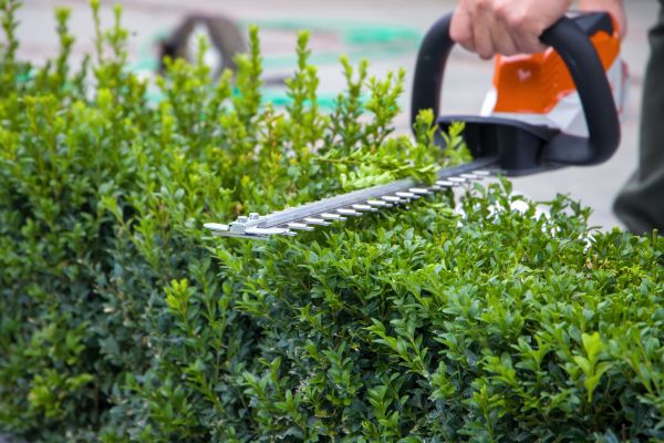 Hedge Shearing in Odessa