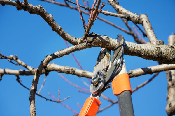 Cost of Selective Pruning in Odessa