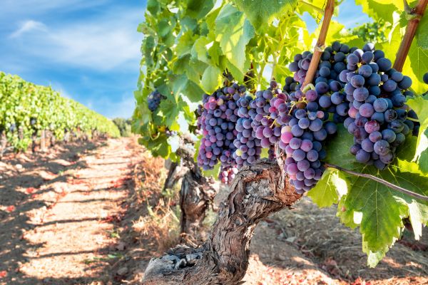 Cost of Grapevine Pruning in Odessa