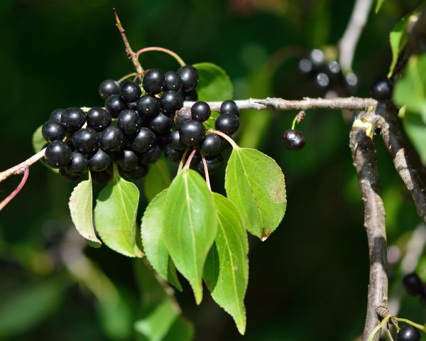 Cost of Buckthorn Removal in Odessa