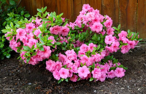 Cost of Azaleas Removal in Odessa