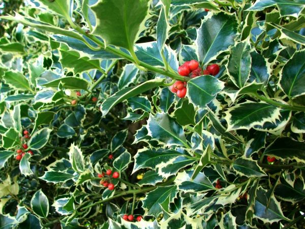 Cost of Holly Bushes Trimming in Odessa