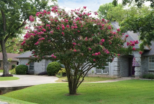 Crepe Myrtle Trimming in Odessa