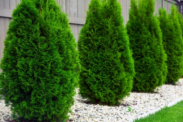 Cost of Arborvitae Removal in Odessa