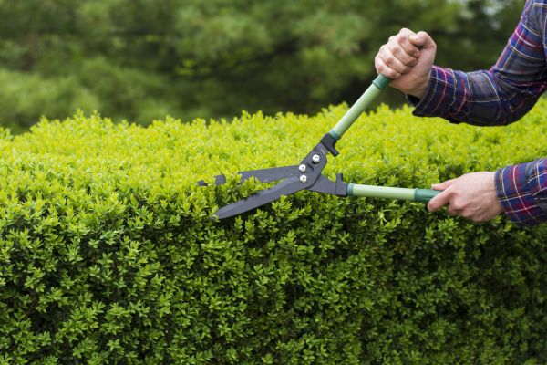 Cost of Evergreen Shrub Pruning in Odessa