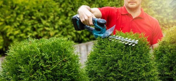 Cost of Hedge Shaping Service in Odessa