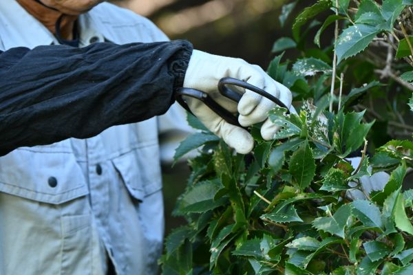 Holly Pruning in Odessa