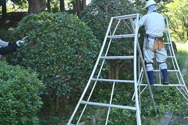 Cost of Holly Shaping in Odessa