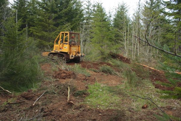 Cost of Shrubbery Clearing in Odessa