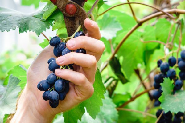 Cost of Vineyard Pruning in Odessa