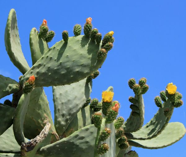 Cost of Cactus Removal in Odessa