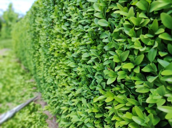 Cost of Boxwood Pruning in Odessa