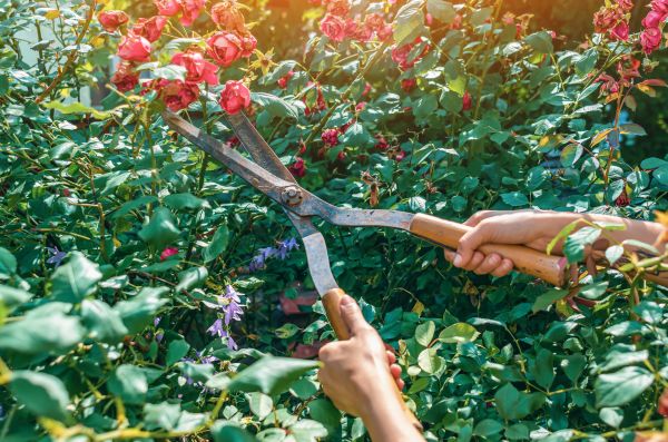Knockout Roses Pruning in Odessa
