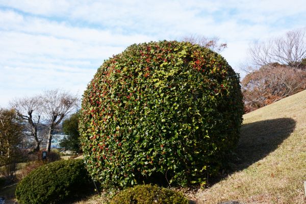 Cost of Holly Shrub Pruning in Odessa