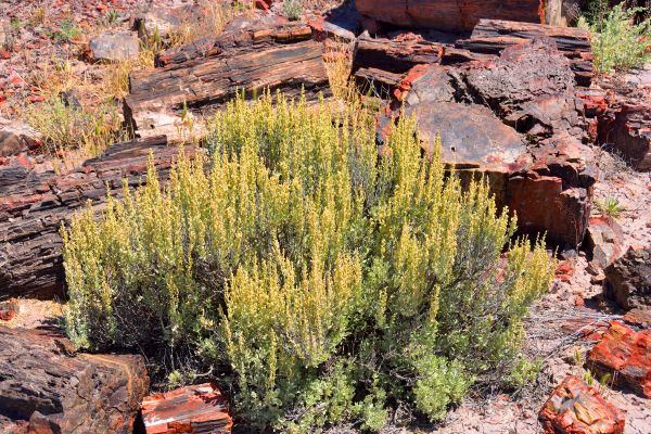 Cost of Sagebrush Removal in Odessa