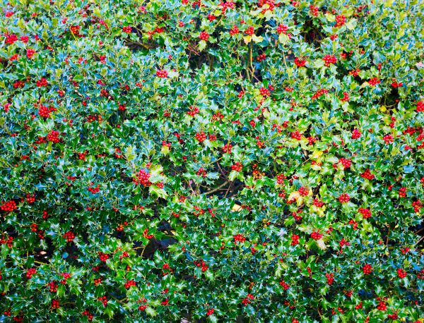 Cost of Holly Bush Removal in Odessa