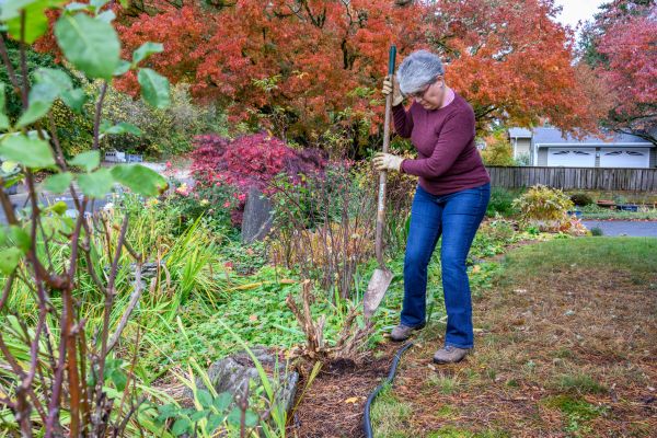Cost of Dead Bush Removal in Odessa