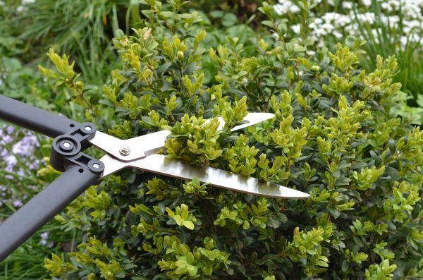 Cost of Boxwood Trimming in Odessa
