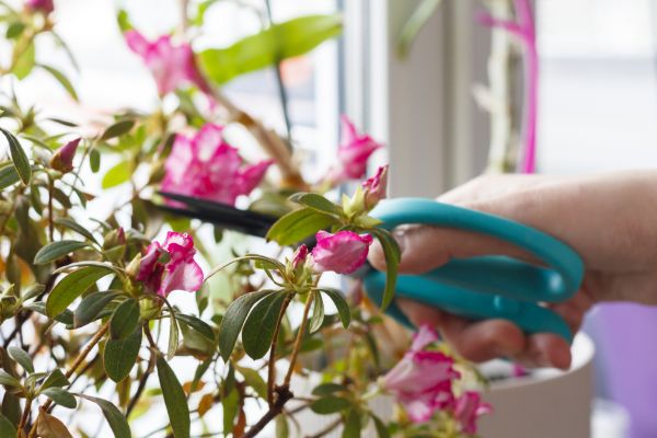 Azalea Pruning in Odessa