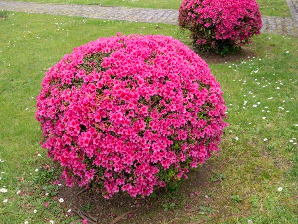Cost of Rhododendron Pruning in Odessa