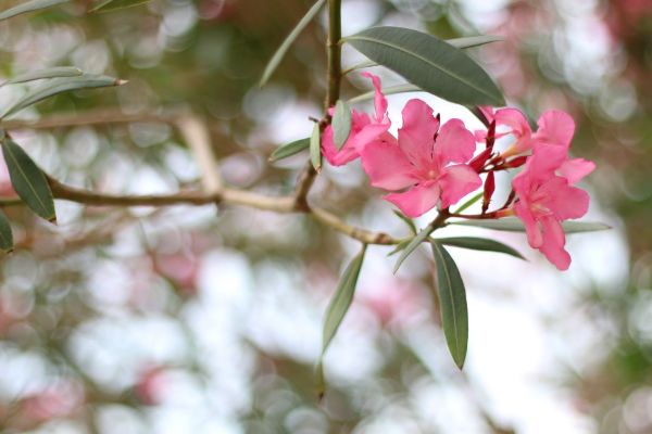 Cost of Oleander Removal in Odessa