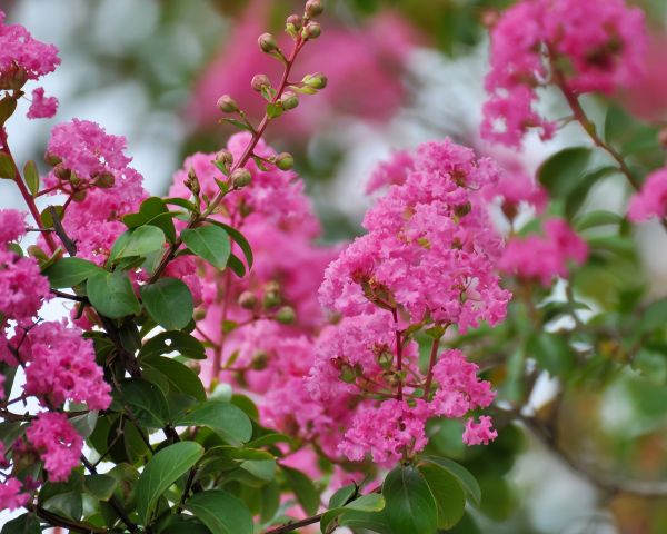 Cost of Crepe Myrtle Removal in Odessa