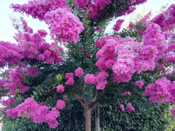 Cost of Crape Myrtle Pruning in Odessa