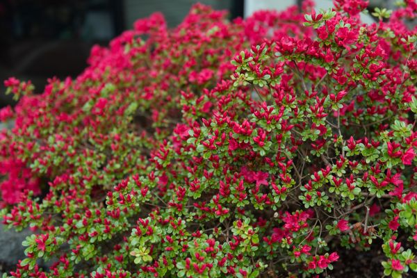 Cost of Weigela Removal Service in Odessa