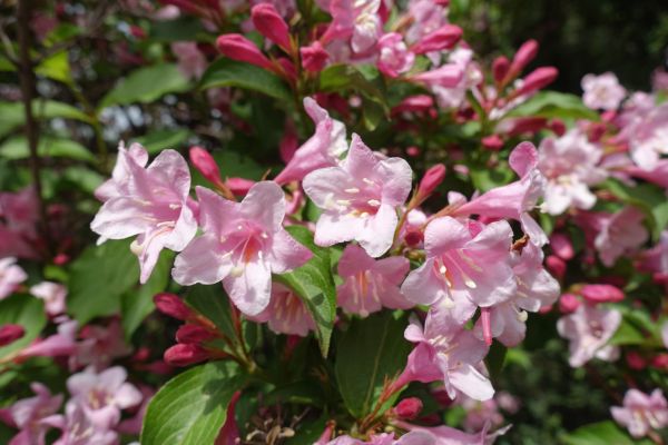 Cost of Weigela Pruning Service in Odessa