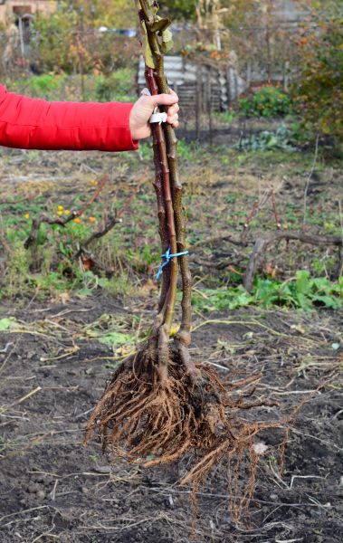 Cost of Shrub Root Removal in Odessa