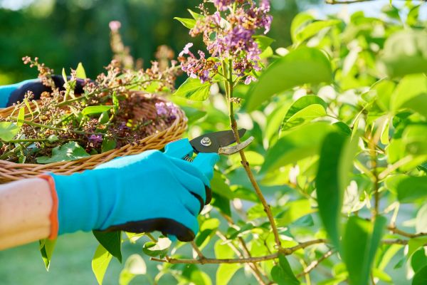Cost of Lilac Trimming Service in Odessa