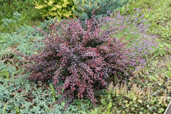 Cost of Japanese Barberry Removal in Odessa