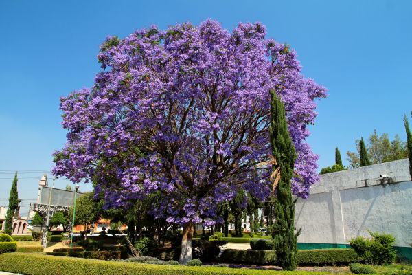 Cost of Jacaranda Pruning in Odessa
