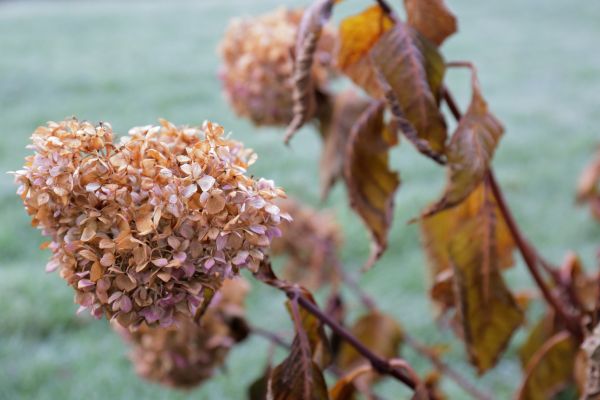 Cost of Hydrangea Removal in Odessa
