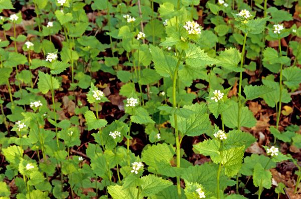 Cost of Garlic Mustard Removal in Odessa