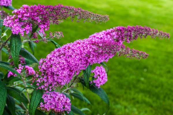 Cost of Butterfly Bush Removal in Odessa