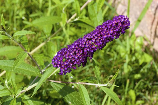 Butterfly Bush Pruning in Odessa