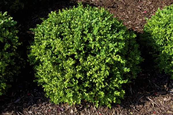 Cost of Boxwood Removal in Odessa