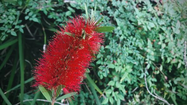 Cost of Bottlebrush Pruning in Odessa