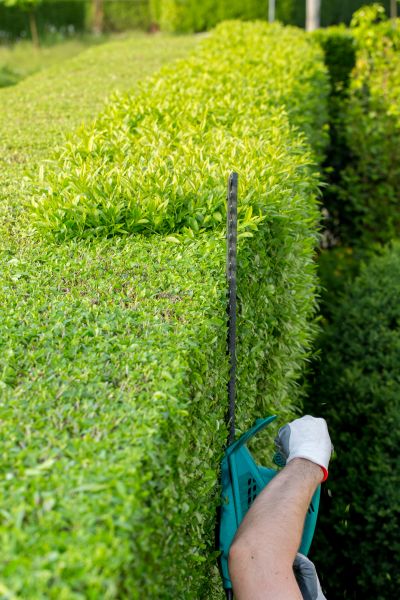 Hedge Trimming in Odessa