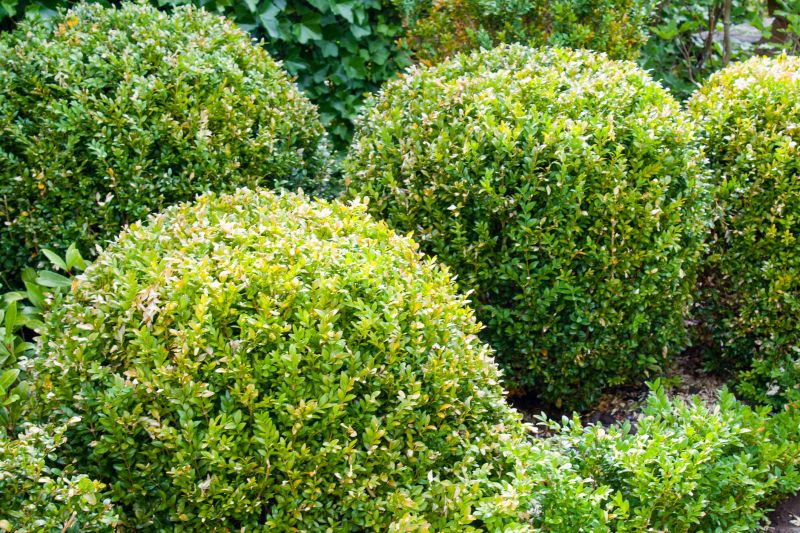 Pruned Bushes in a Garden